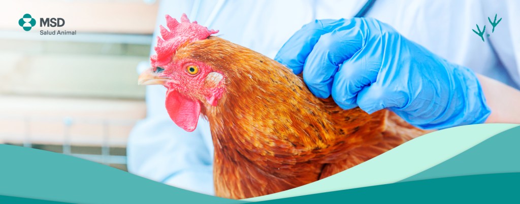 Enfermedad de Marek en aves: Qué es, signos clínicos y control