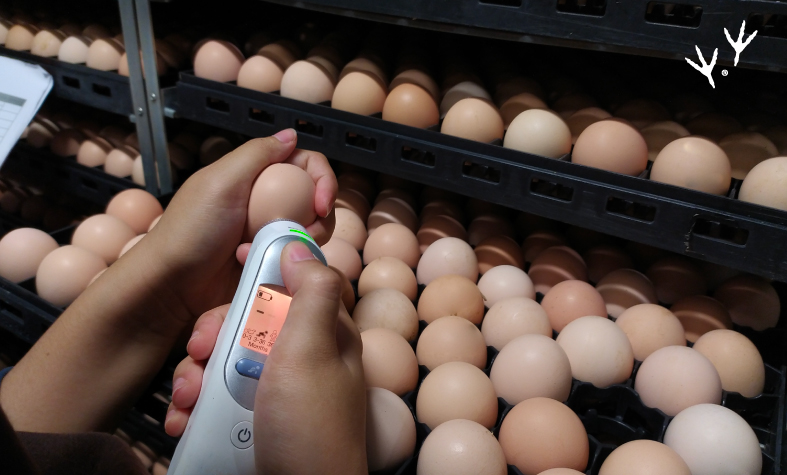 buenas prácticas sobre la producción de huevos