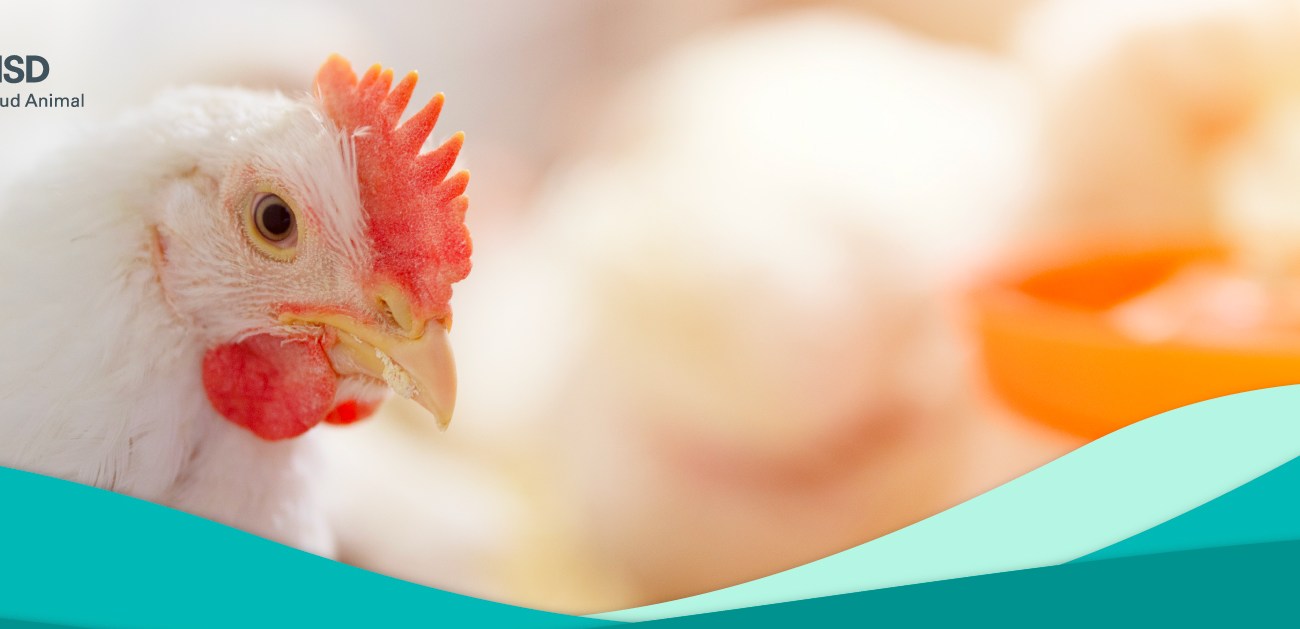 Aspectos importantes para el cuidado de la salud intestinal aviar