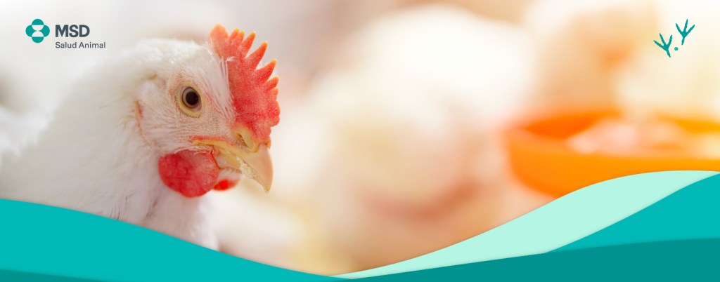 Aspectos importantes para el cuidado de la salud intestinal aviar