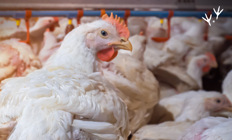 La producción de carne de pollo, referente en el sector pecuario -  Avicultura MSD