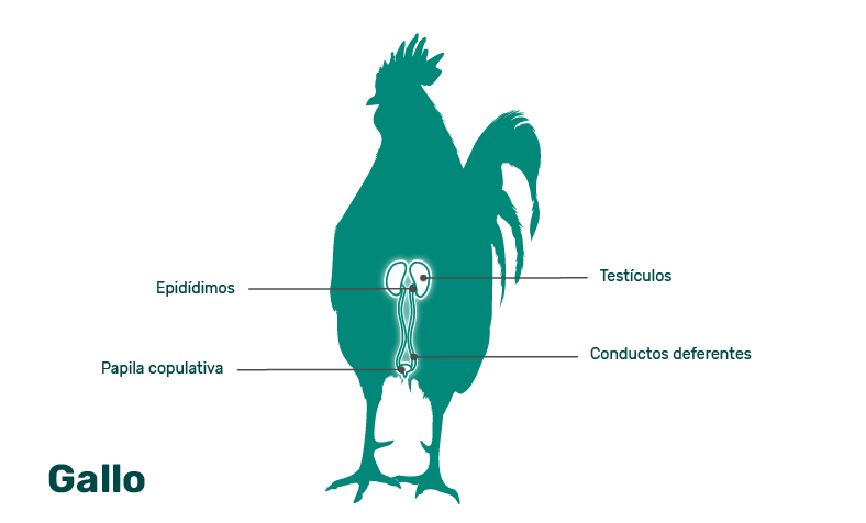 anatomía del pollo