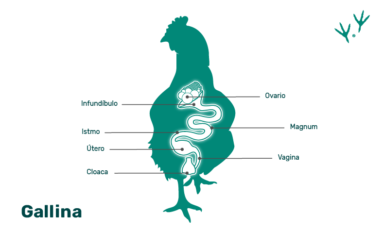 anatomía del pollo