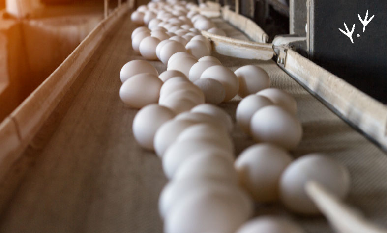 La Salmonelosis aviar puede afectar la producción de huevos.