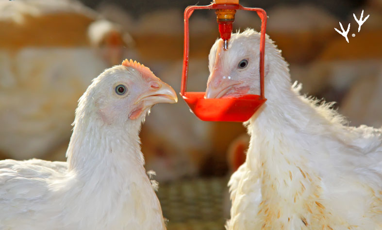 El cuidado del agua es una medida de bioseguridad indispensable en granjas avícolas.