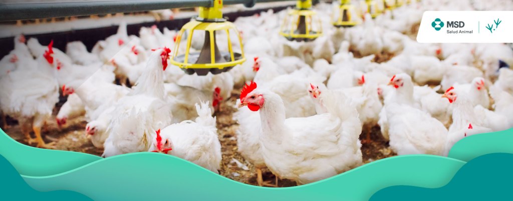 Bienestar animal pilar para la industria avícola y ganadera