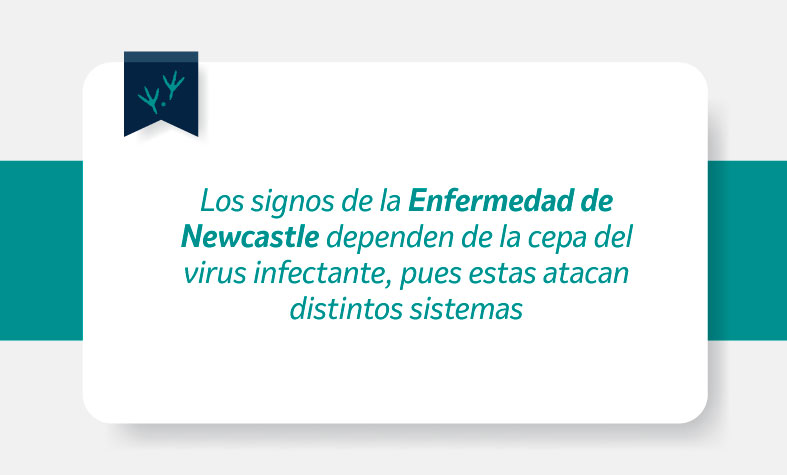 Los signos de la Enfermedad de Newcastle dependen de la cepa del virus infectante, pues estas atacan distintos sistemas.