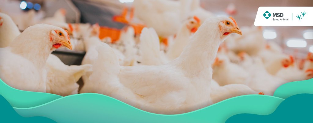 Cuáles son las enfermedades respiratorias en aves que afectan la avicultura