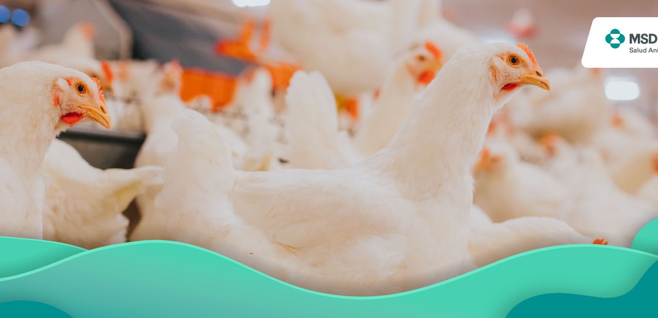 Cuáles son las enfermedades respiratorias en aves que afectan la avicultura