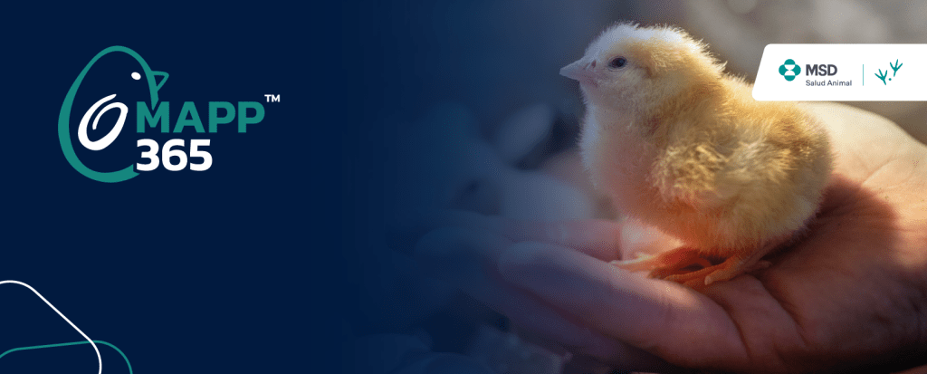 MAPPTM 365: un programa para mejorar la producción avícola